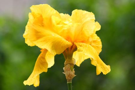 Close up of the yellow irisの写真素材