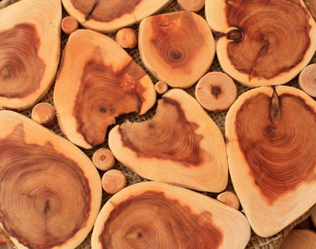 Cross section of the juniperの写真素材