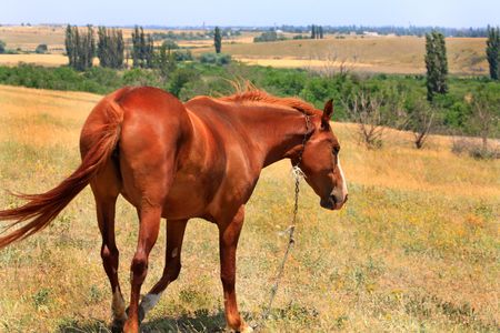 Bay horse on the steppe pastureの写真素材