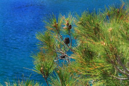 Pinus stankewiczii with cons and th sea as the backgroundの写真素材