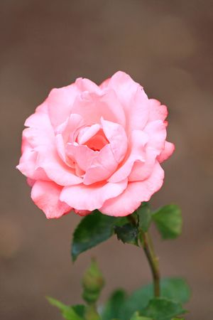 Close up of the roseの写真素材