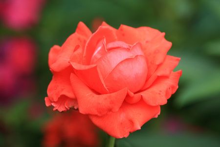 Close up of the pretty roseの写真素材