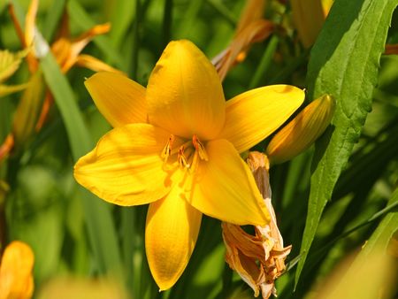 Close up of the yellow lily blossomの写真素材