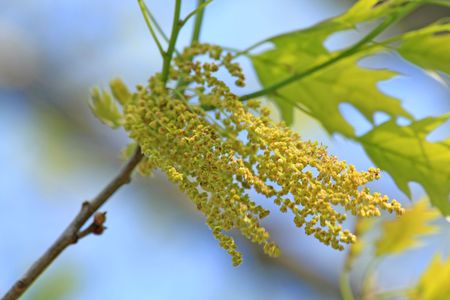 Close up of the catkins. Bigleaf maple,Acer macrophyllum
