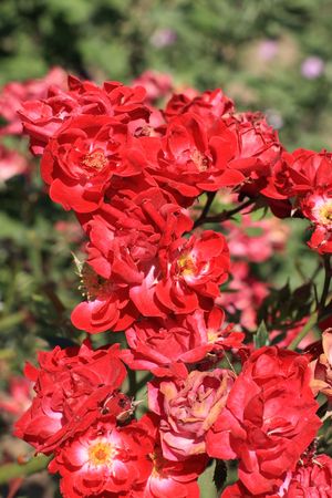 Close up of the red summer rosesの写真素材
