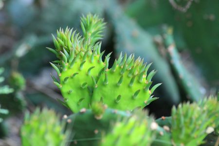 Close up of the green cactusesの写真素材