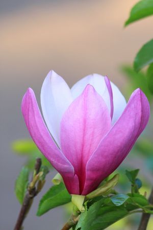 Close up of the pink magnolia flowerの写真素材
