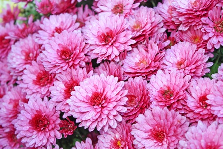 Close up of the pink chrysanthemum flowersの写真素材
