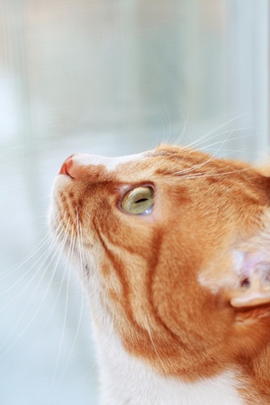 Portrait of the redcolored catの写真素材