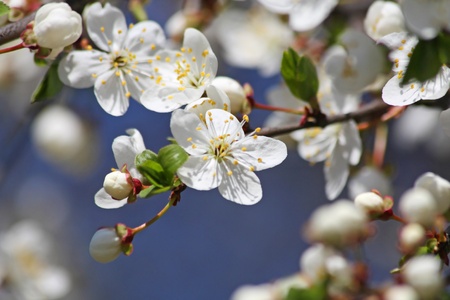 Close up of the blooming cherry tree flowersの写真素材