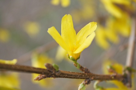 Close up of the yellow forsitya flowerの写真素材