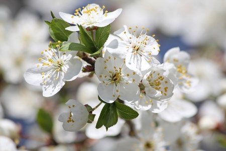 Close up of the cherry blossomsの写真素材