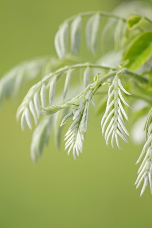 Close up of the branch with fresh young leavesの写真素材