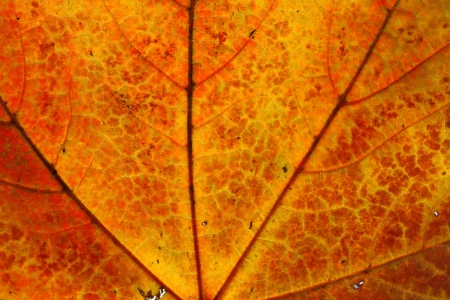 Close up of the maple leaf texture for backgroundの写真素材