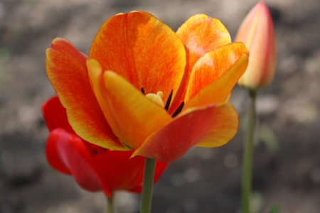 Close up of the pretty orange tulipの写真素材