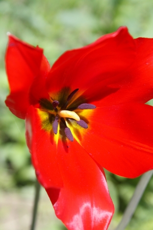 Close up of the red tulipの写真素材