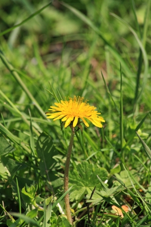 Close up of the little yellow dandelionの写真素材