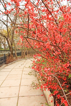 Way in the park with blooming japan plum treesの写真素材
