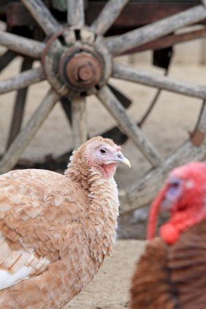 Bird on farmの写真素材