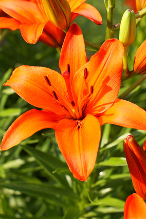 Tiger lilyの写真素材