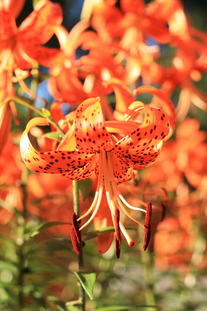 Tiger lilyの写真素材