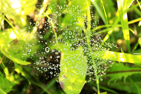 Dew on webの写真素材