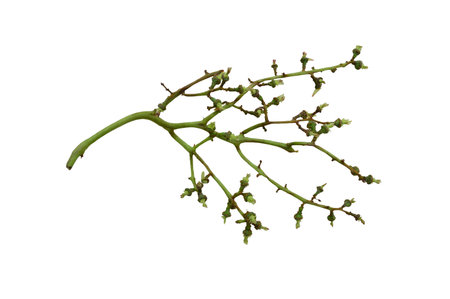 grape stalkの写真素材