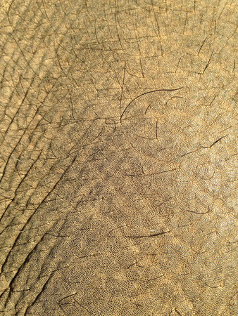 Elephant skin close upの写真素材
