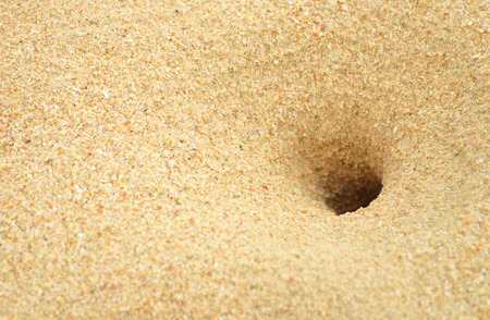 Crab holesの写真素材