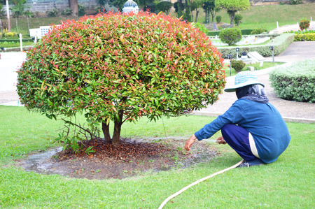 Working watering garden from hoseの写真素材