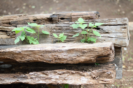 old wooden sleeperの写真素材