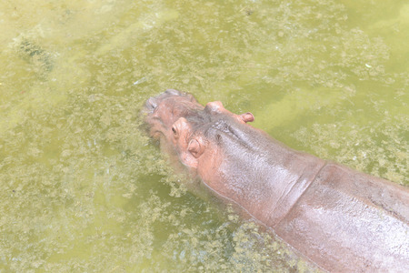 Hippo Hippopotamus amphibius in the water.の写真素材