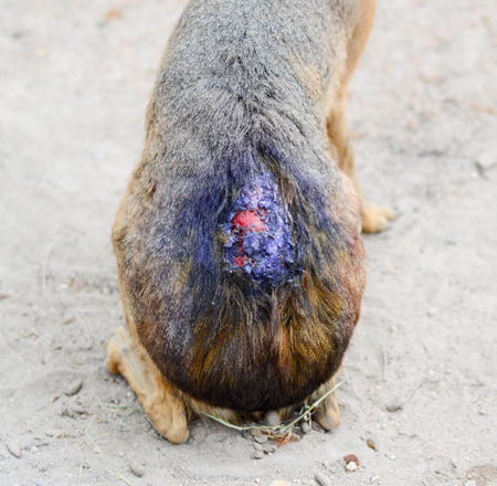 Wounded on back Patagonian Mara.の写真素材