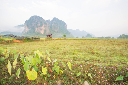 Green rice fields, mountains and sky, Vang Vieng, Laos.の写真素材