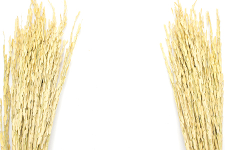 Rice Harvesting a Branch of rice on white background. copy space.の写真素材
