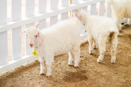 Young lamb standing on yellow grass pasture in farm.の写真素材