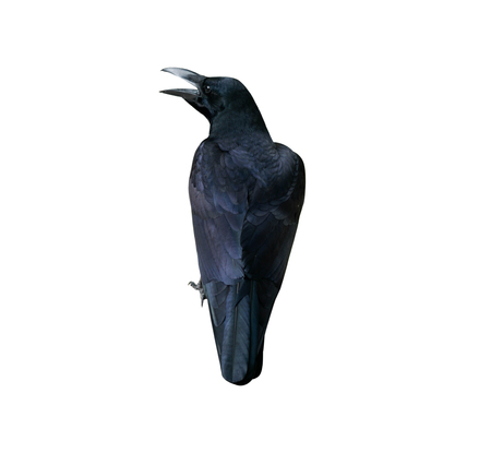 Black crows isolated on white background.の写真素材