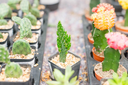 Mini cactus in pot for sale.の写真素材
