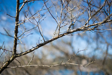 Dry treesの写真素材