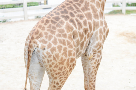 Giraffe standing in public zoo.の写真素材