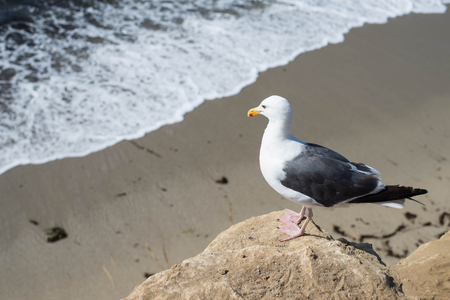 Seagull standing on rock near the beach.の写真素材