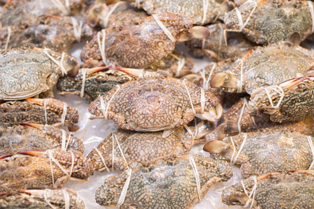 Fresh flower crab, blue crab for sale.の写真素材