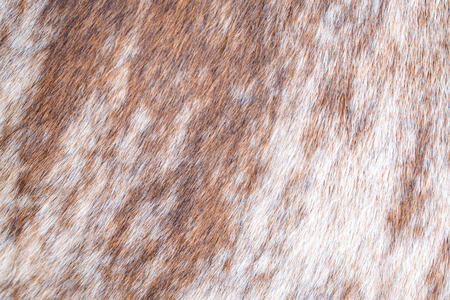 Brown cow fur background texture image.