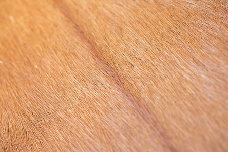 Brown cow fur texture.の写真素材