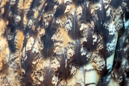 Texture of owl feather.の写真素材