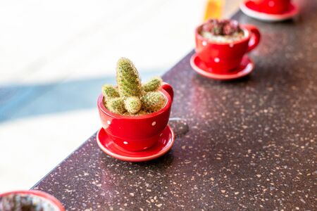 Small cactus in red cup.