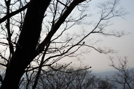 Nature trees and branches silhouette.の写真素材