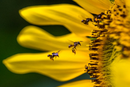 Close up of bees on a sunflower. Shallow depth of field.の写真素材