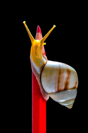 Snail on red pencil isolated on black background. Studio shot.の写真素材