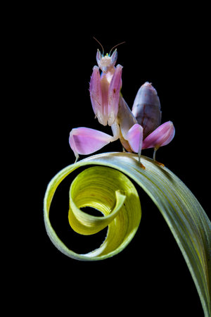 orchid mantis on a flower, isolated on black backgroundの写真素材